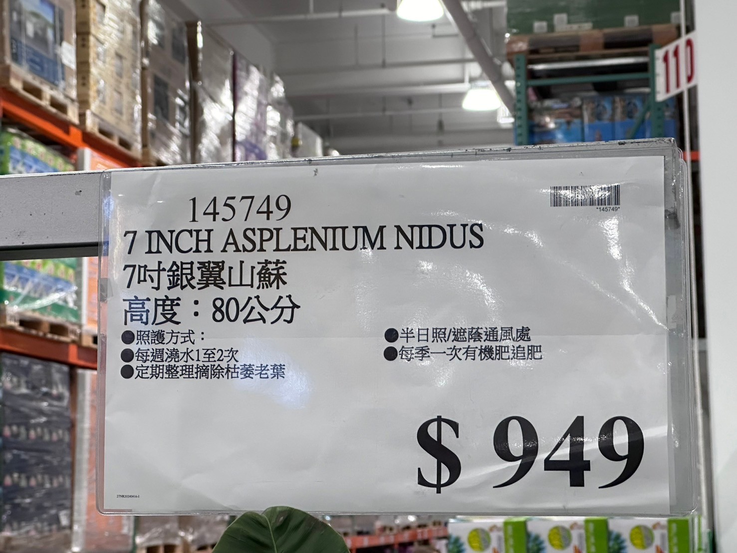 7吋銀翼山蘇#145749