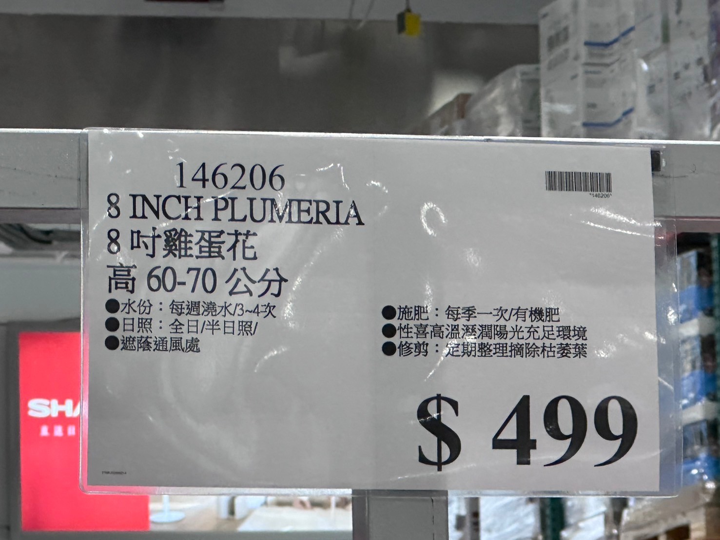 8吋雞蛋花#146206