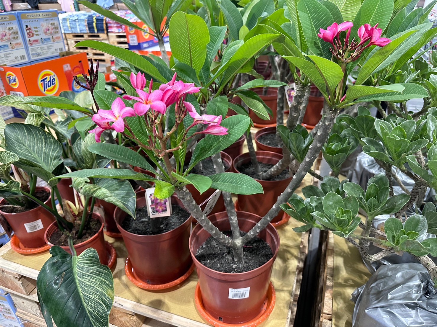 8吋雞蛋花#146206